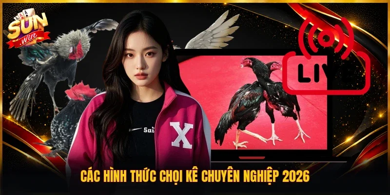 Các hình thức chọi kê chuyên nghiệp 2026