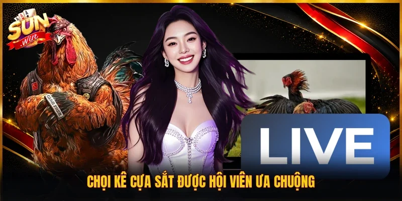 Chọi kê cựa sắt được hội viên ưa chuộng
