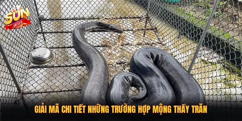 Giải mã chi tiết những trường hợp mộng thấy trăn