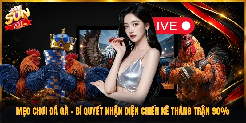 Mẹo Chơi Đá Gà | Bí Quyết Nhận Diện Chiến Kê Thắng Trận 90%