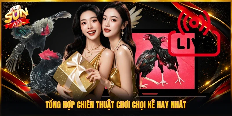 Tổng hợp chiến thuật chơi chọi kê hay nhất